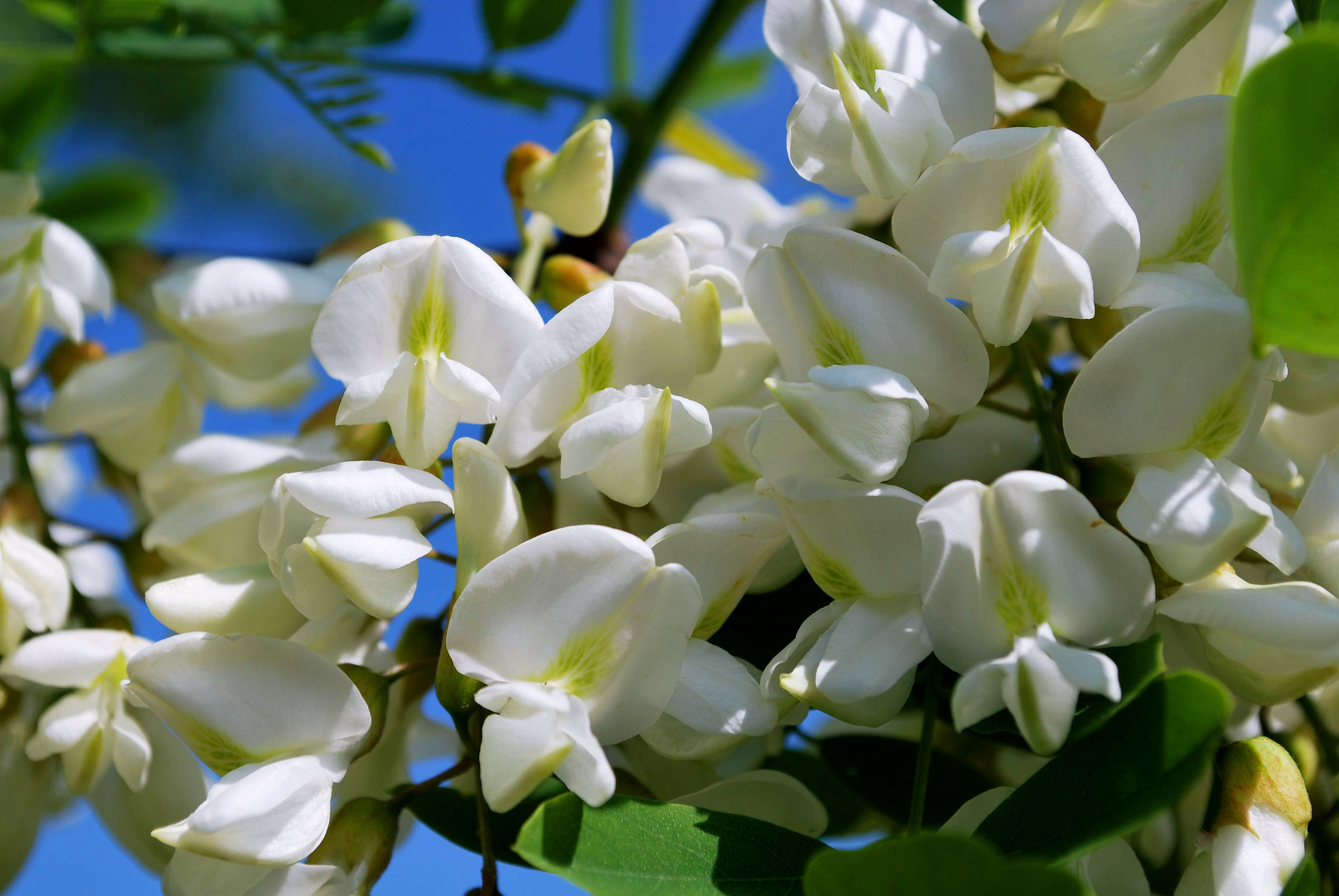 Акациевый мёд